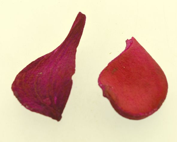 Pereira pingente colorido - Vermelho - Tamanhos variados (un)